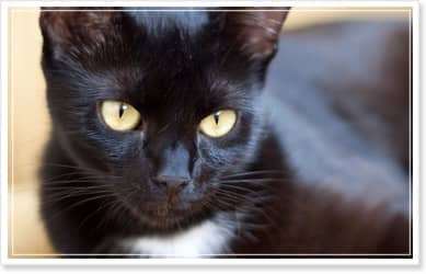 Necomata ねこまた 幸運のシンボル 黒猫のねこまたさんネックレス